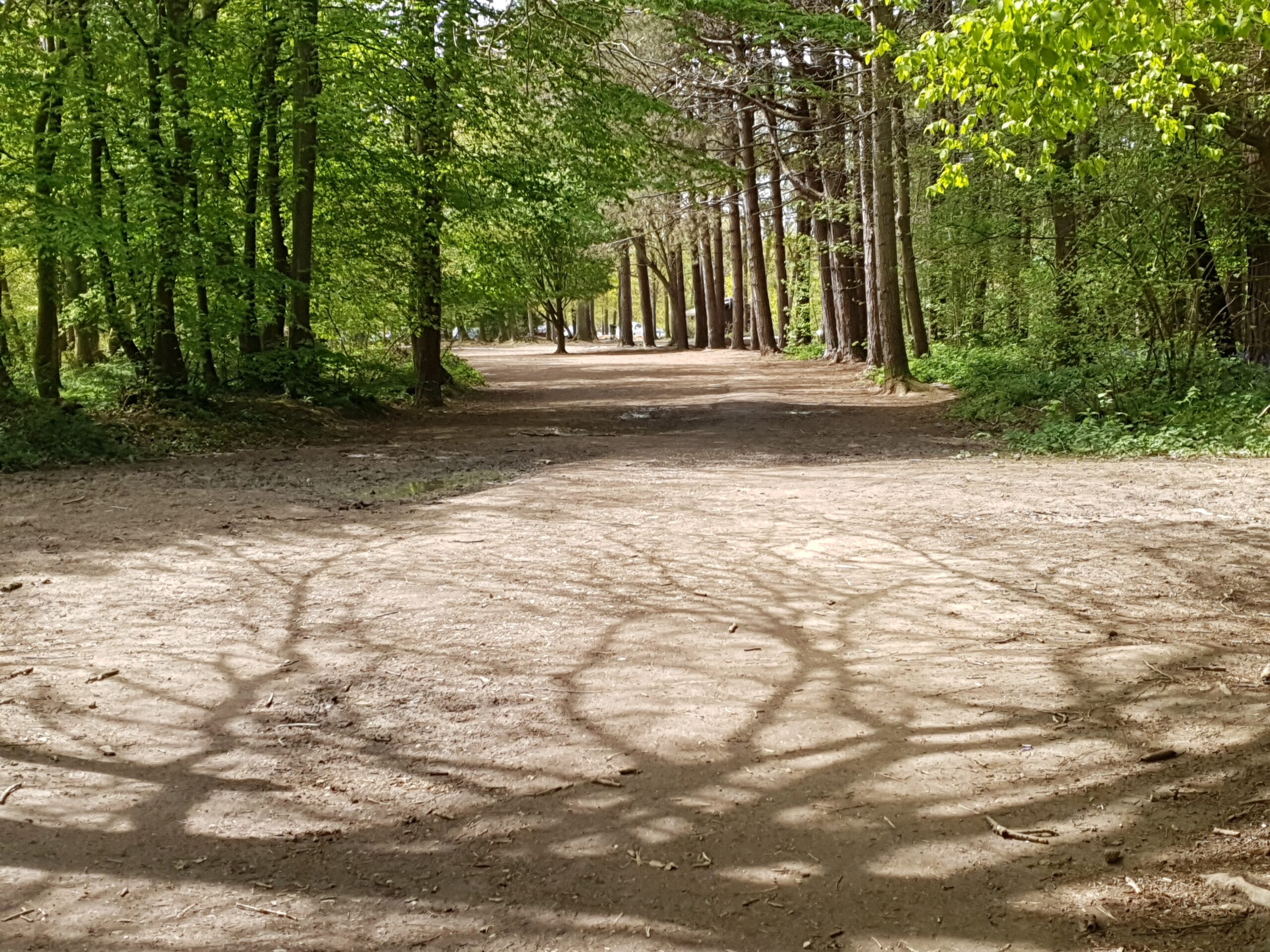 A peaceful woodland path, with shadows creating intricate patterns on the ground, a metaphor journey from the past to future